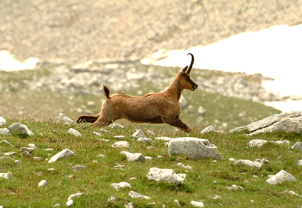 Camoscio d''Abruzzo Rupicapra pyrenaica ornata